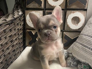 French Bulldog dogs French Bulldog Puppy 4 - Ad 11