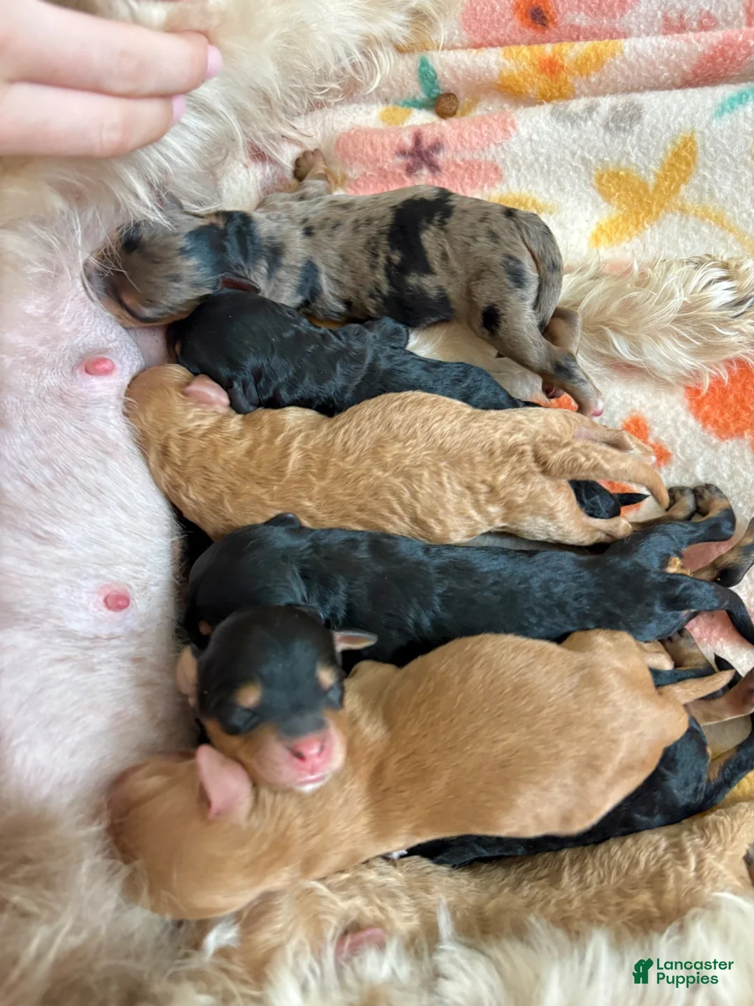 Mini Aussiedoodle dogs for sale: Sundae  - Ad 15