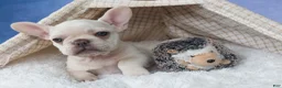 French Bulldog dogs for sale: 💕Jasmine  - Ad 7