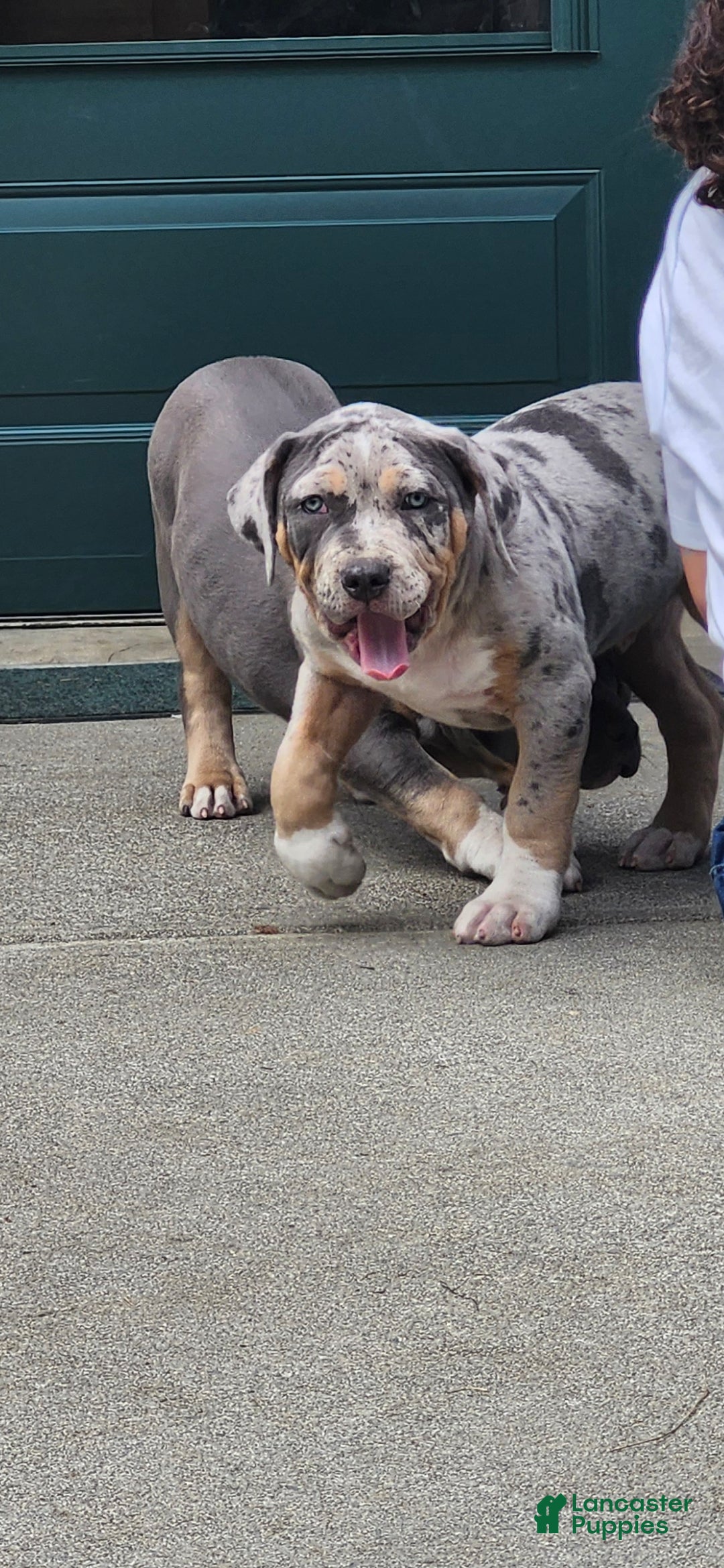 American Bully dogs Storm - Ad 37