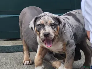 American Bully dogs Storm - Ad 37