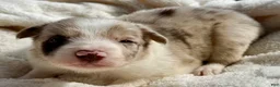 Border Collie dogs for sale: Banjo - Ad 3