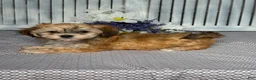 Havapoo dogs for sale: Mandy - Ad 5
