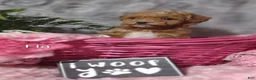 Shihpoo dogs for sale: Fia- on hold - Ad 5