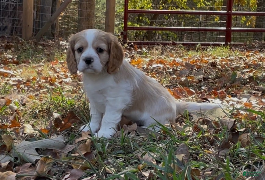 Mixed Breed dogs for sale: Maël - Ad 1