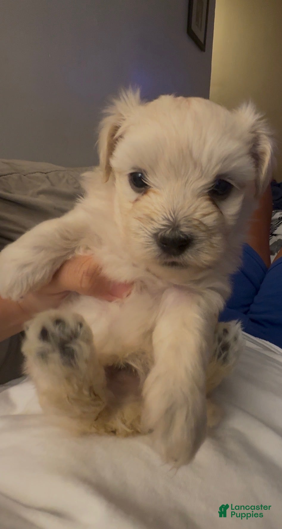 Morkie dogs Morkie 2 - Ad 38