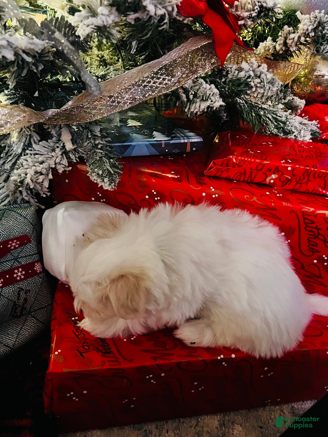 Maltese dogs for sale: Marshmallow - Ad 4