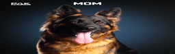 German Shepherd dogs for sale: Bell - Ad 6