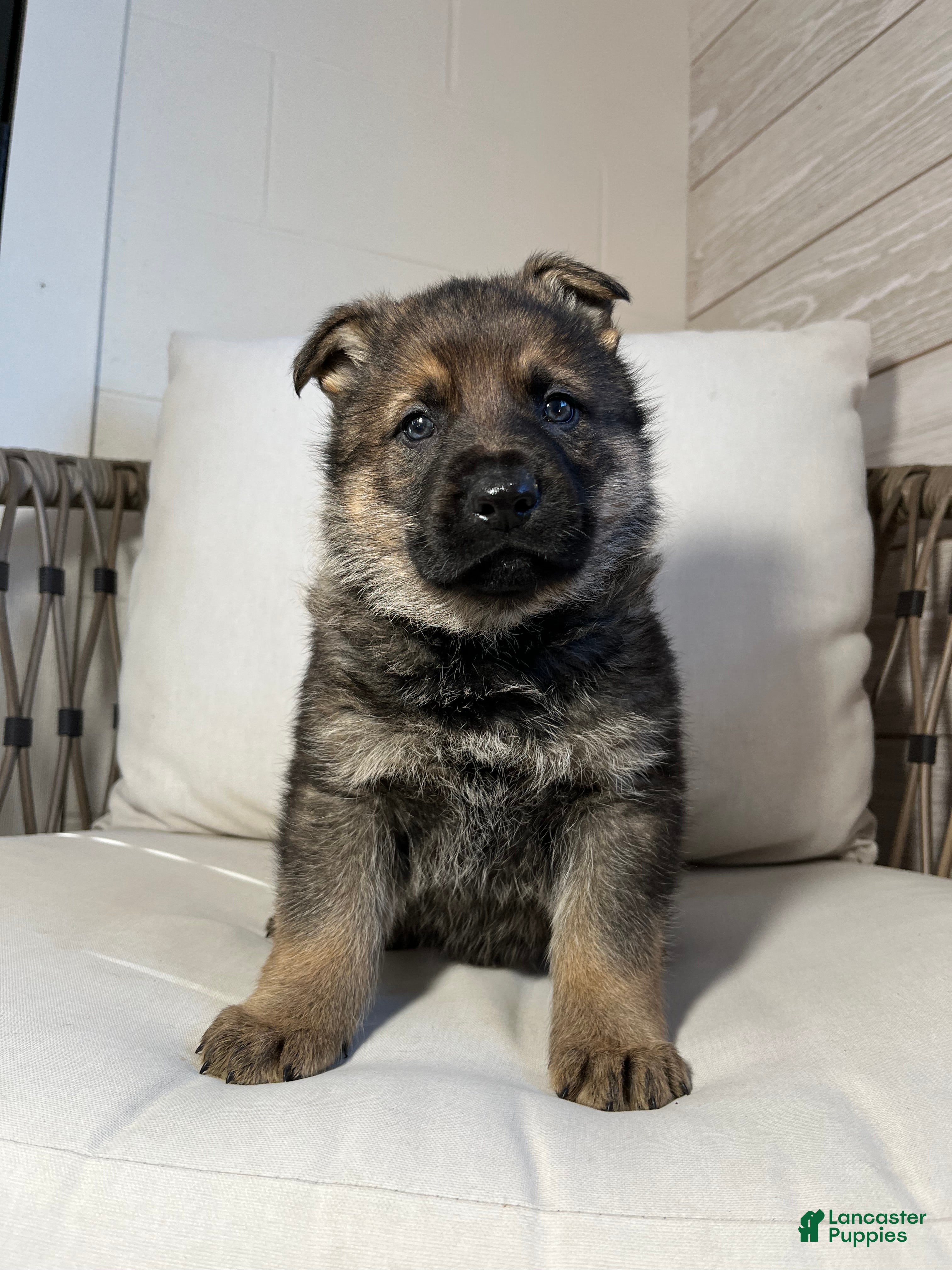 German Shepherd dogs Benz - Ad 12