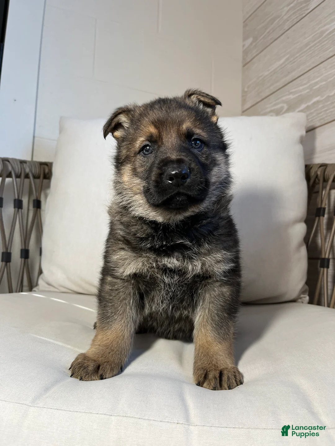 German Shepherd dogs for sale: Benz - Ad 1