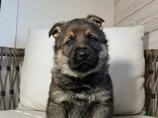 German Shepherd dogs Benz - Ad 12