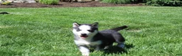 Siberian Husky dogs for sale: Luna - Ad 5