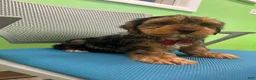 Yorkshire Terrier dogs for sale: Yorkshire Terrier Puppy 4 - Ad 3