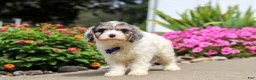 Cavapoo dogs for sale: Jaxson - Ad 6