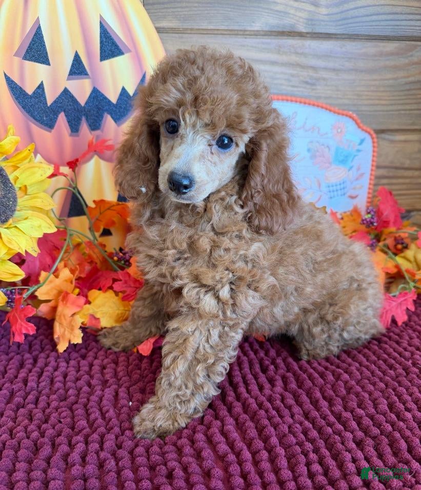 Miniature Poodle dogs for sale: Flannigan - Ad 24