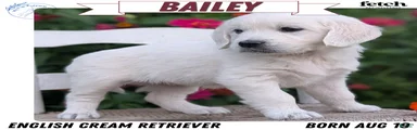 Bailey