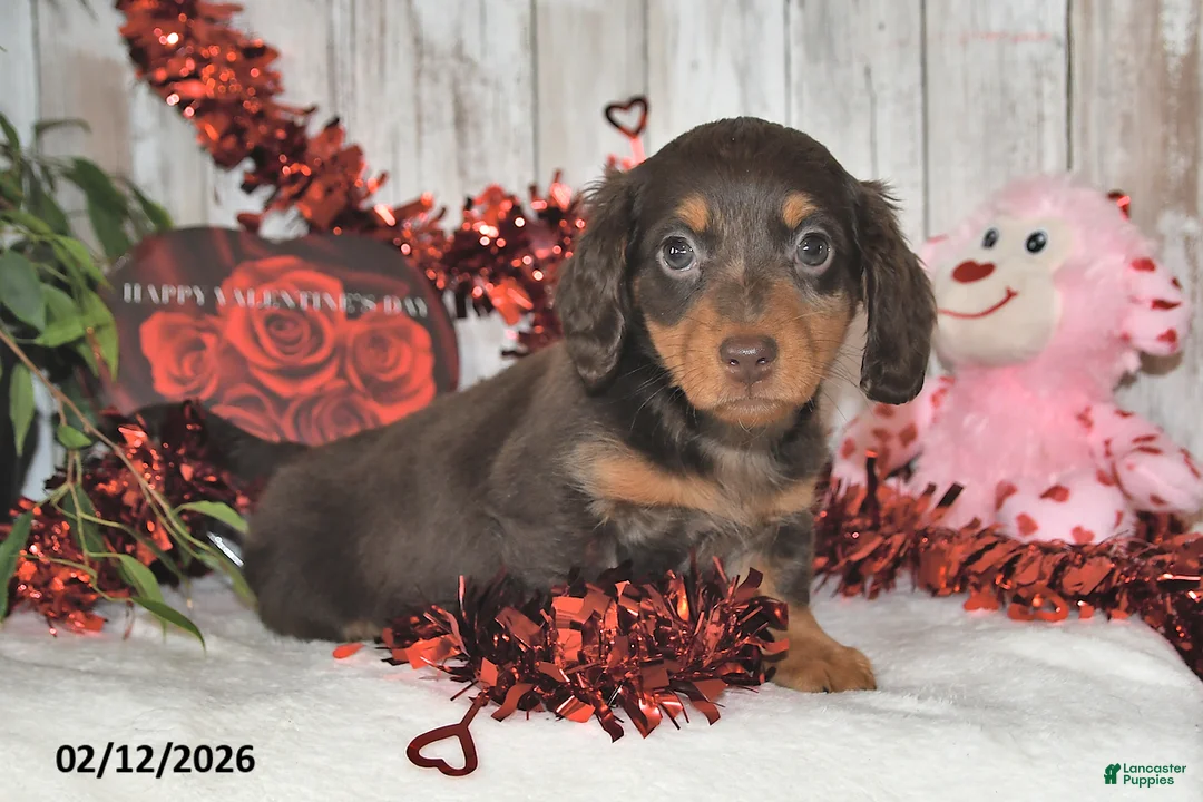 Miniature Dachshund dogs for sale: Jasper - Ad 1
