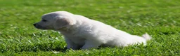 Golden Retriever dogs for sale: Lil Debbi  - Ad 3