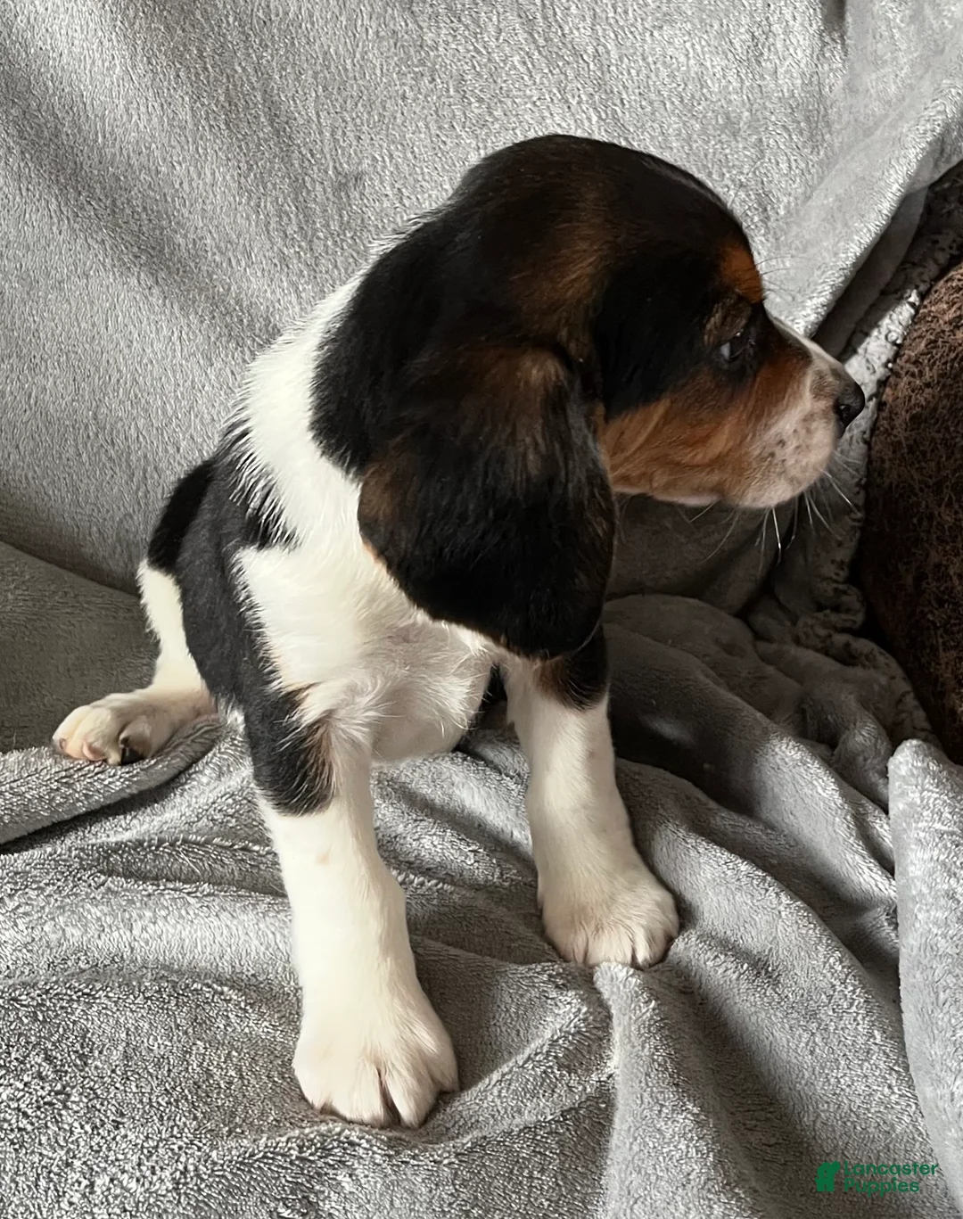 Beagle dogs for sale: Beagle Puppy 2 - Ad 2