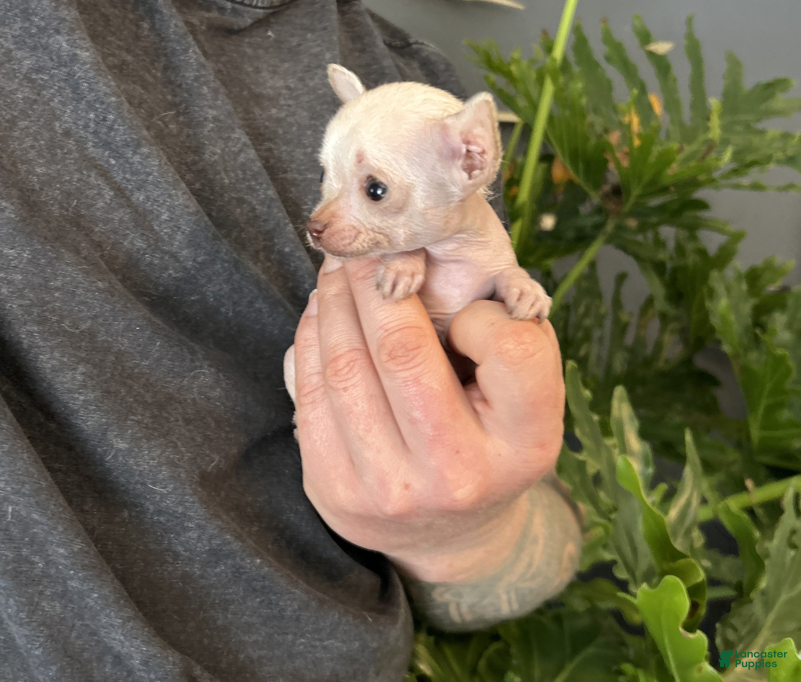 Mixed Breed dogs Golden Nugget - Ad 4