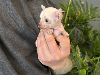 Mixed Breed dogs Golden Nugget - Ad 20