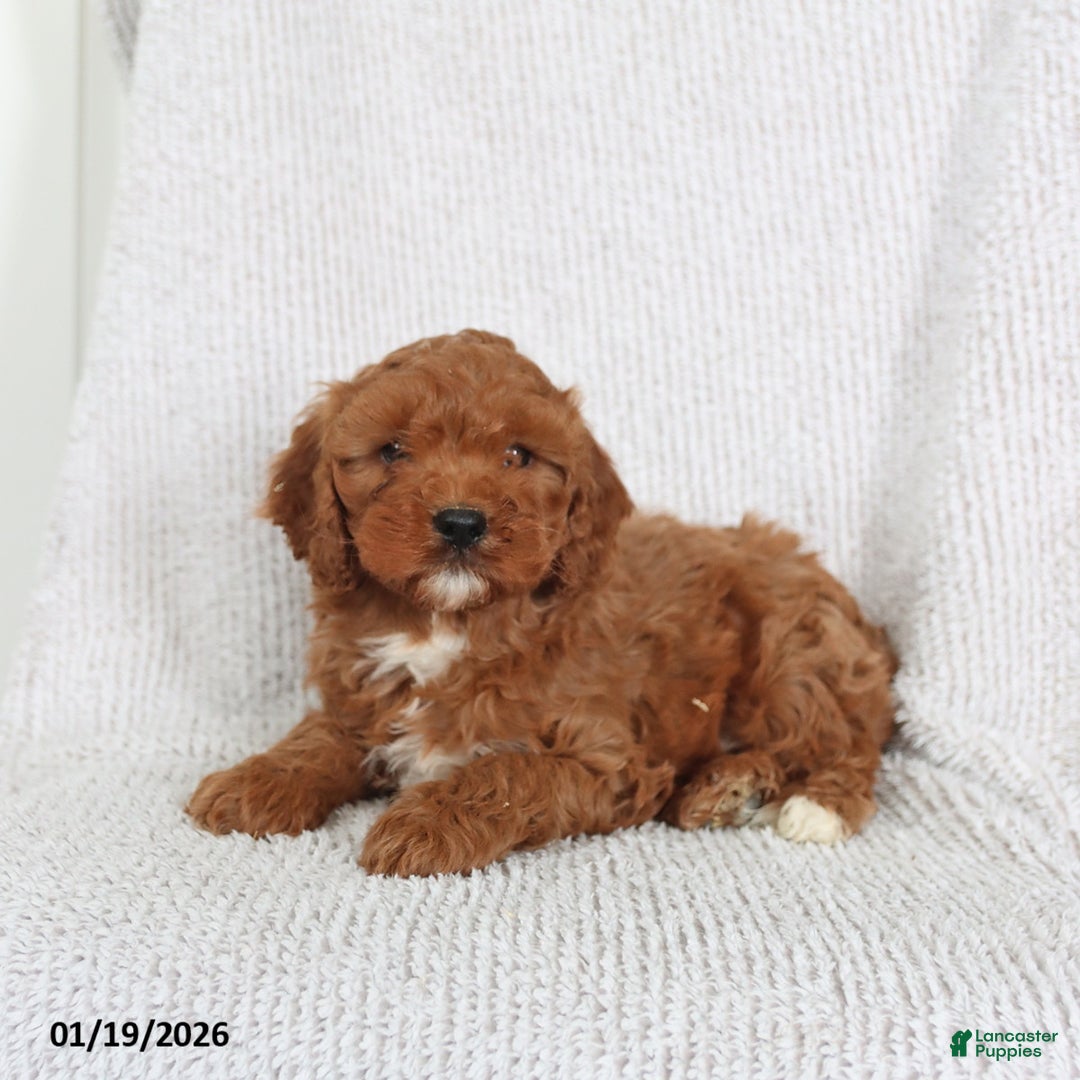 Cavapoo dogs for sale: Oscar - Ad 3