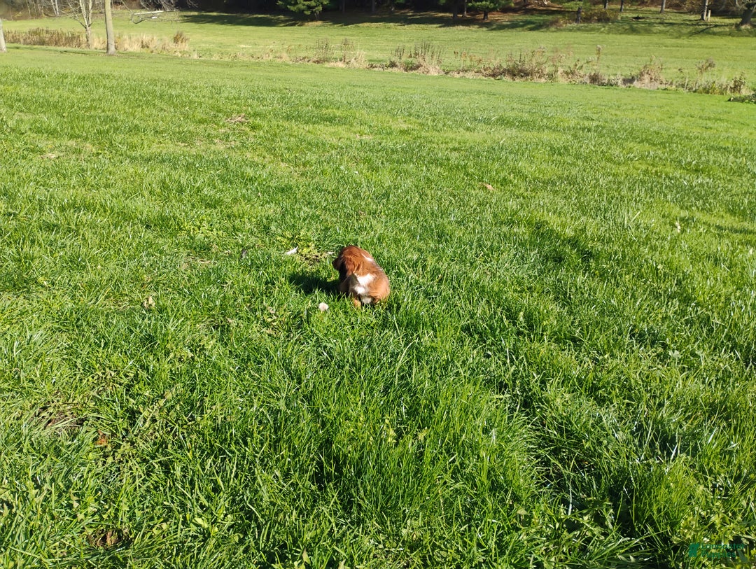 Miniature Dachshund dogs for sale: Luna - Ad 5