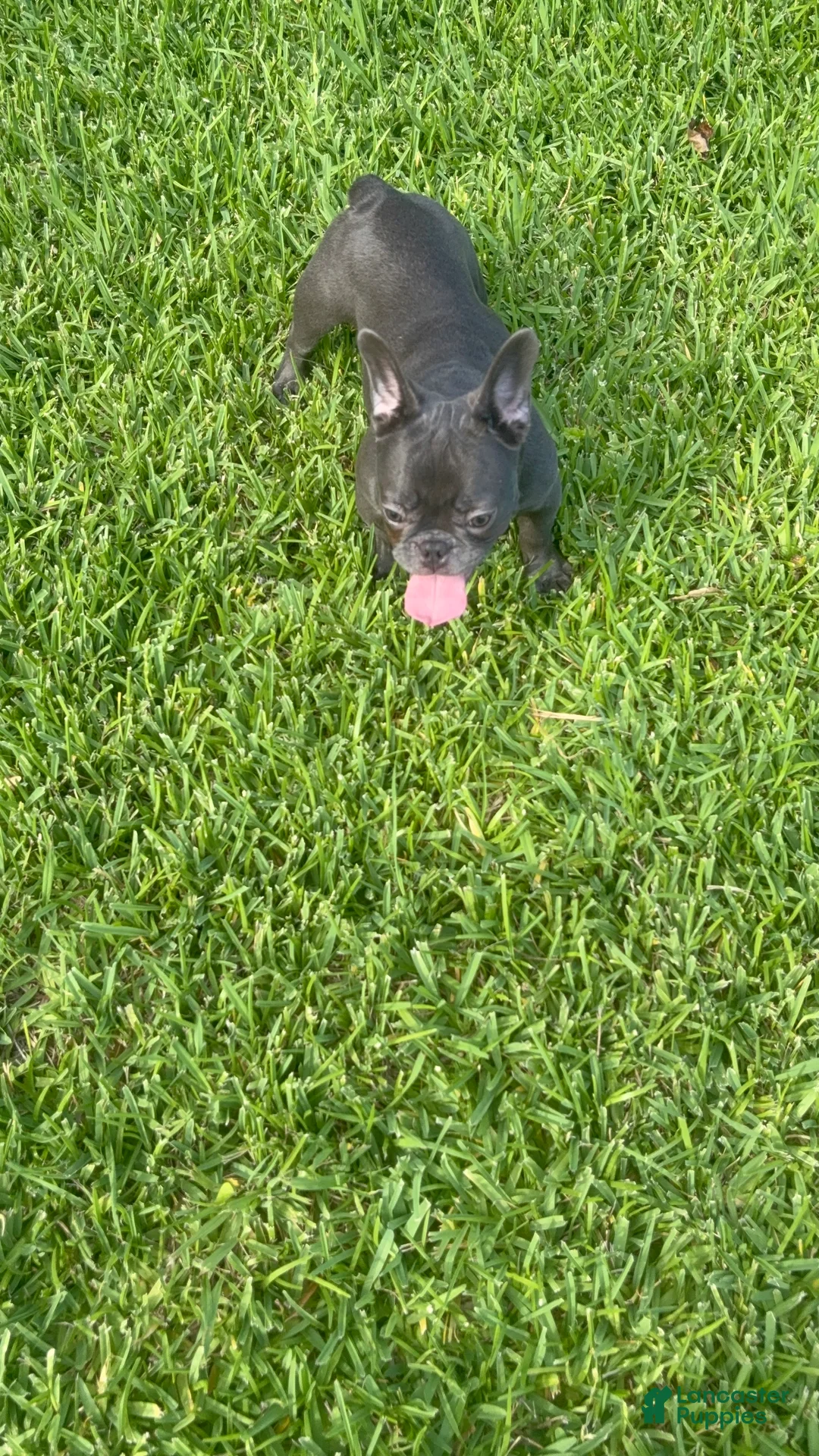 French Bulldog dogs for sale: French Bulldog 3 - Ad 2