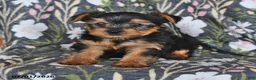 Yorkshire Terrier dogs for sale: Kenny - Ad 1