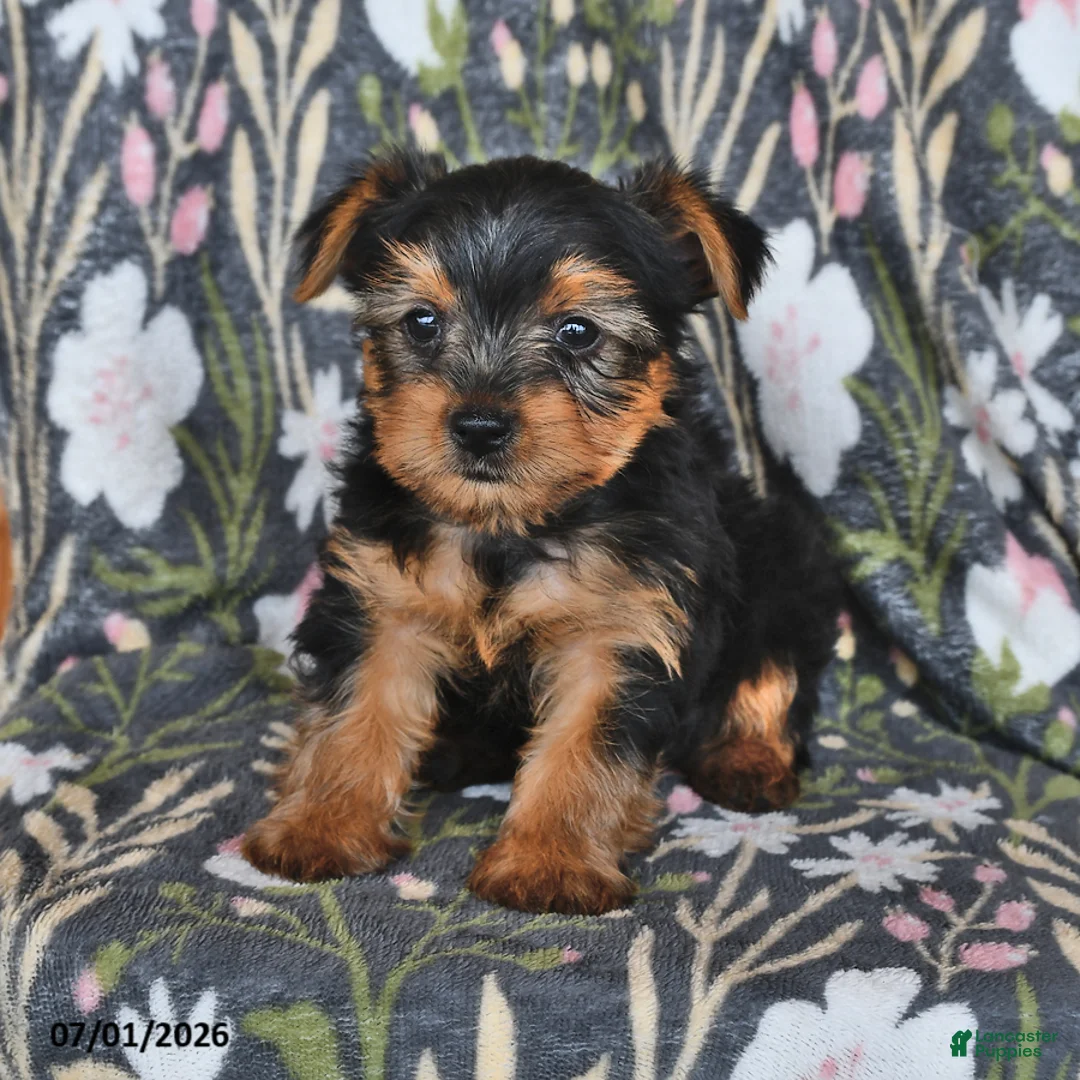 Yorkshire Terrier dogs for sale: Kenny - Ad 1