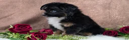 Toy Australian Shepherd dogs for sale: Banjo - Ad 4