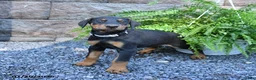 Doberman Pinscher dogs for sale: Pebbles - Ad 3