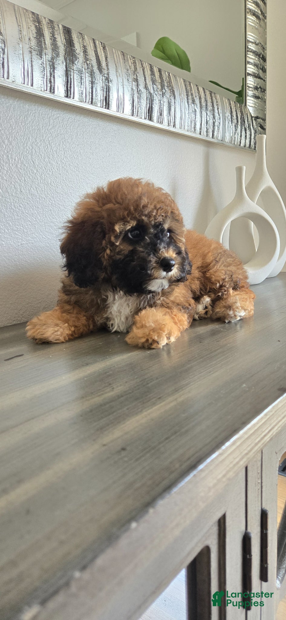 Toy Poodle dogs Toy Poodle Puppy 5 - Ad 13