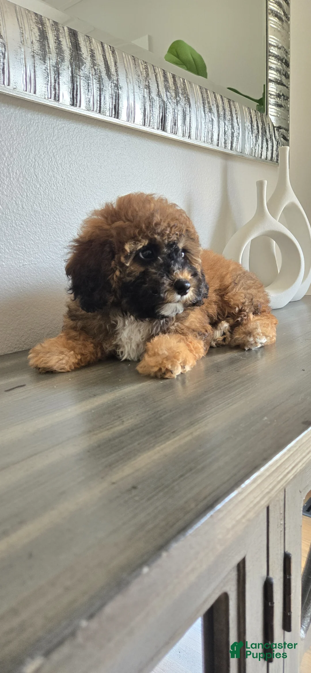 Toy Poodle dogs for sale: Toy Poodle Puppy 5 - Ad 1