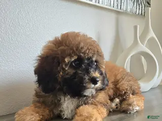 Toy Poodle dogs Toy Poodle Puppy 5 - Ad 13