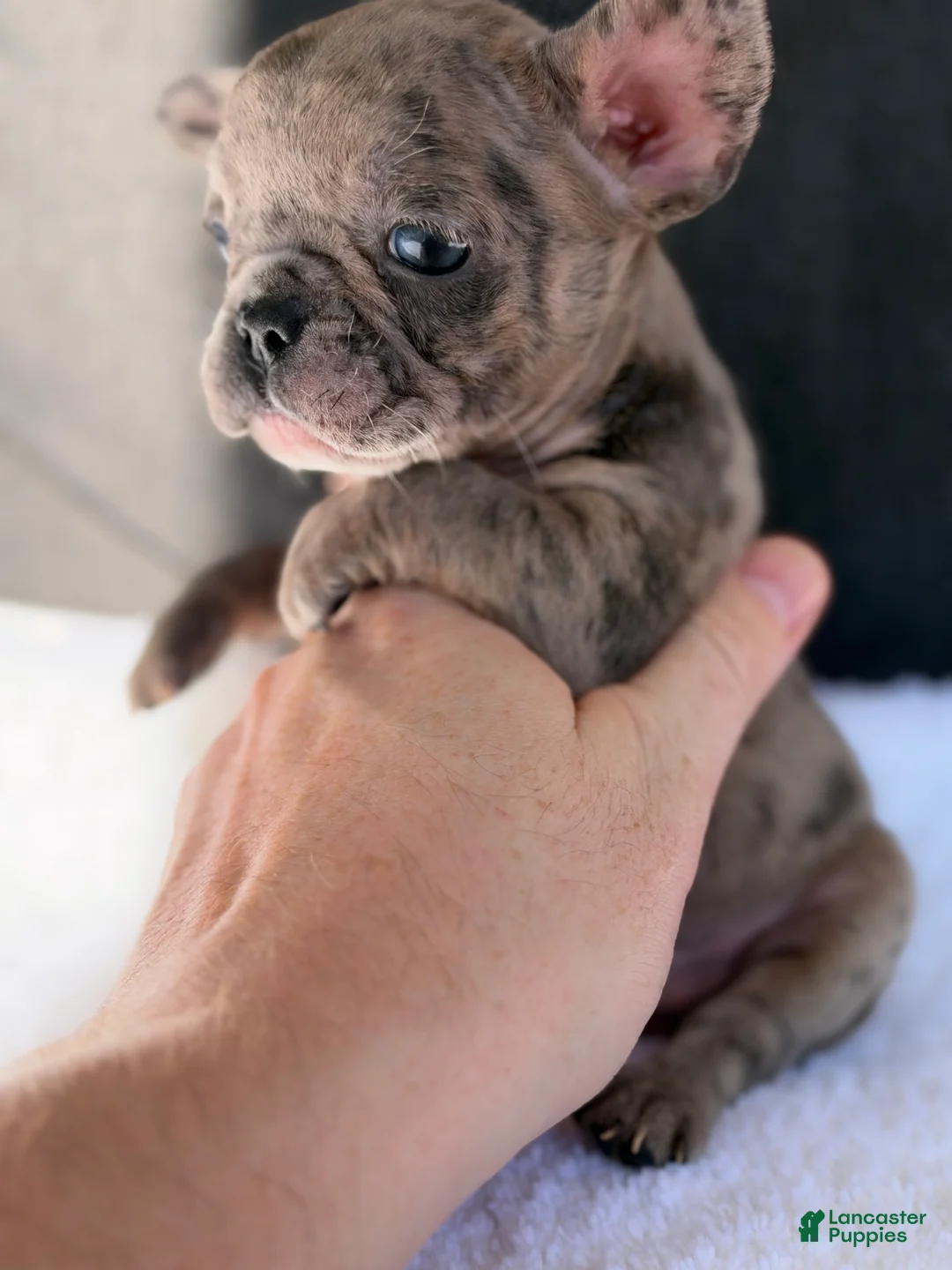 French Bulldog dogs for sale: French Bulldog 4 - Ad 2