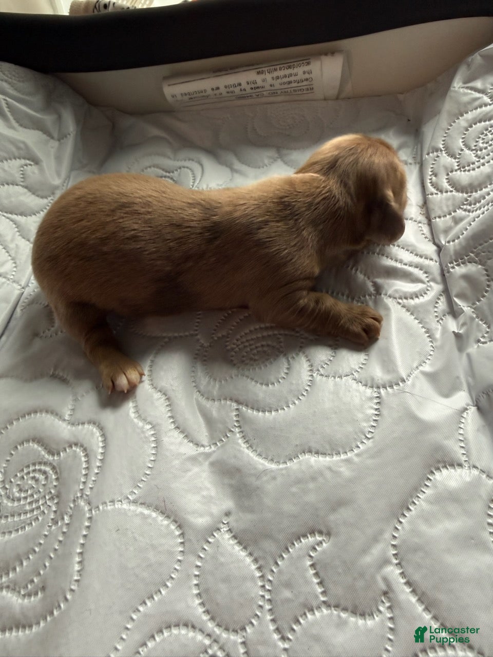 Miniature Dachshund dogs Major - Ad 2