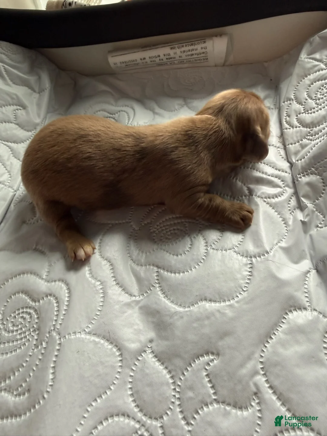 Miniature Dachshund dogs for sale: Major - Ad 2