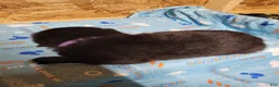 Mixed Breed dogs for sale: Sirius - Ad 2