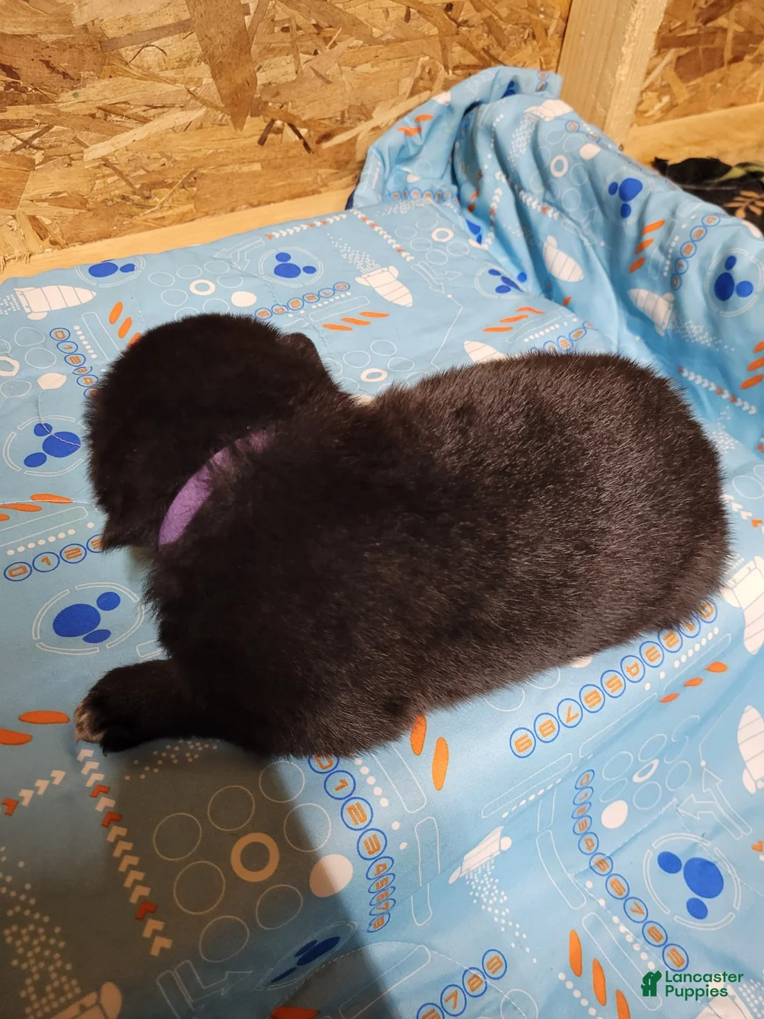 Mixed Breed dogs for sale: Sirius - Ad 2