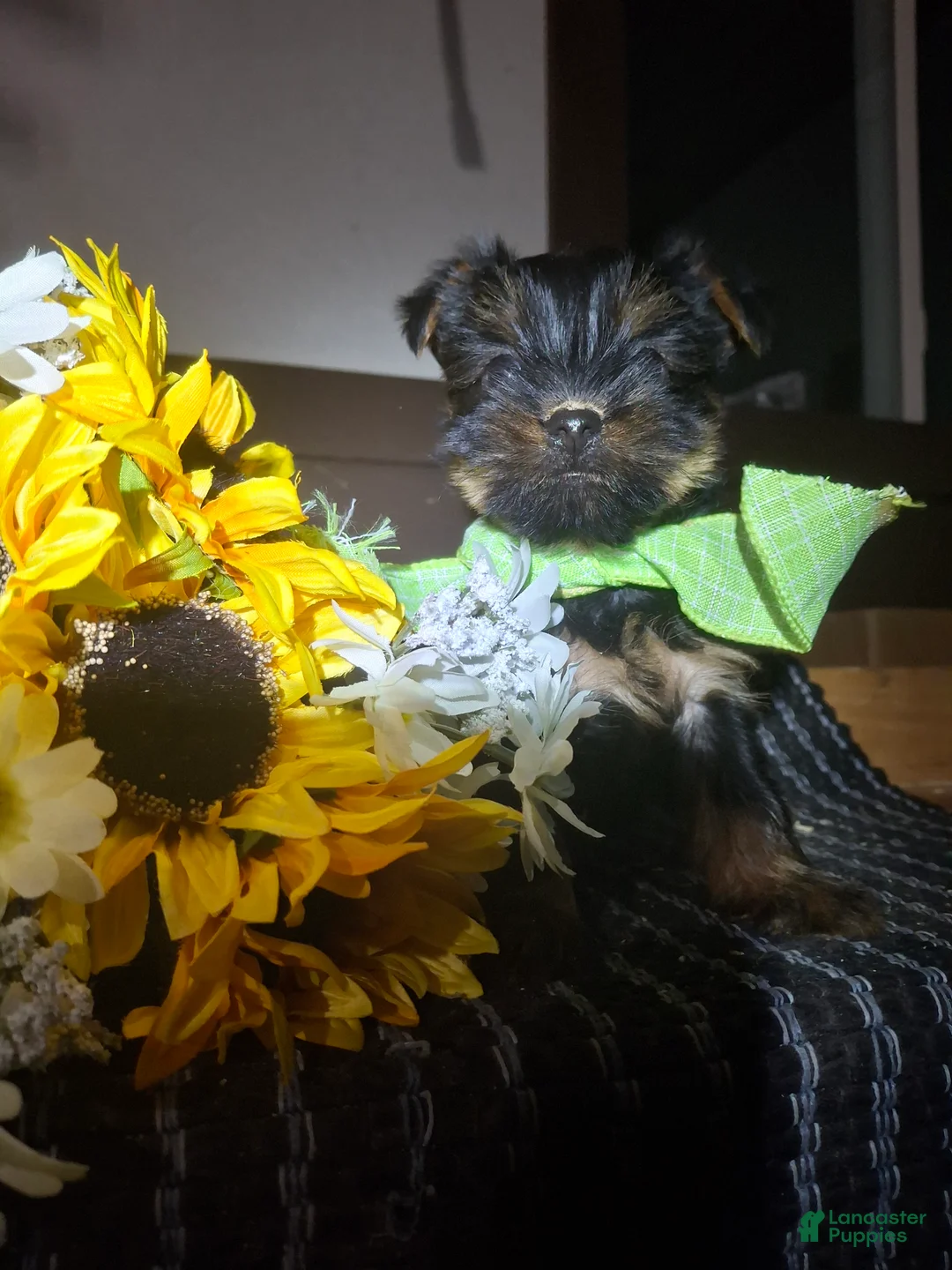 Yorkshire Terrier dogs for sale: Yorkshire Terrier Puppy 1 - Ad 1