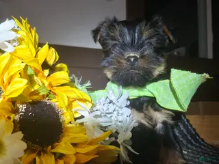 Yorkshire Terrier dogs Yorkshire Terrier Puppy 1 - Ad 42