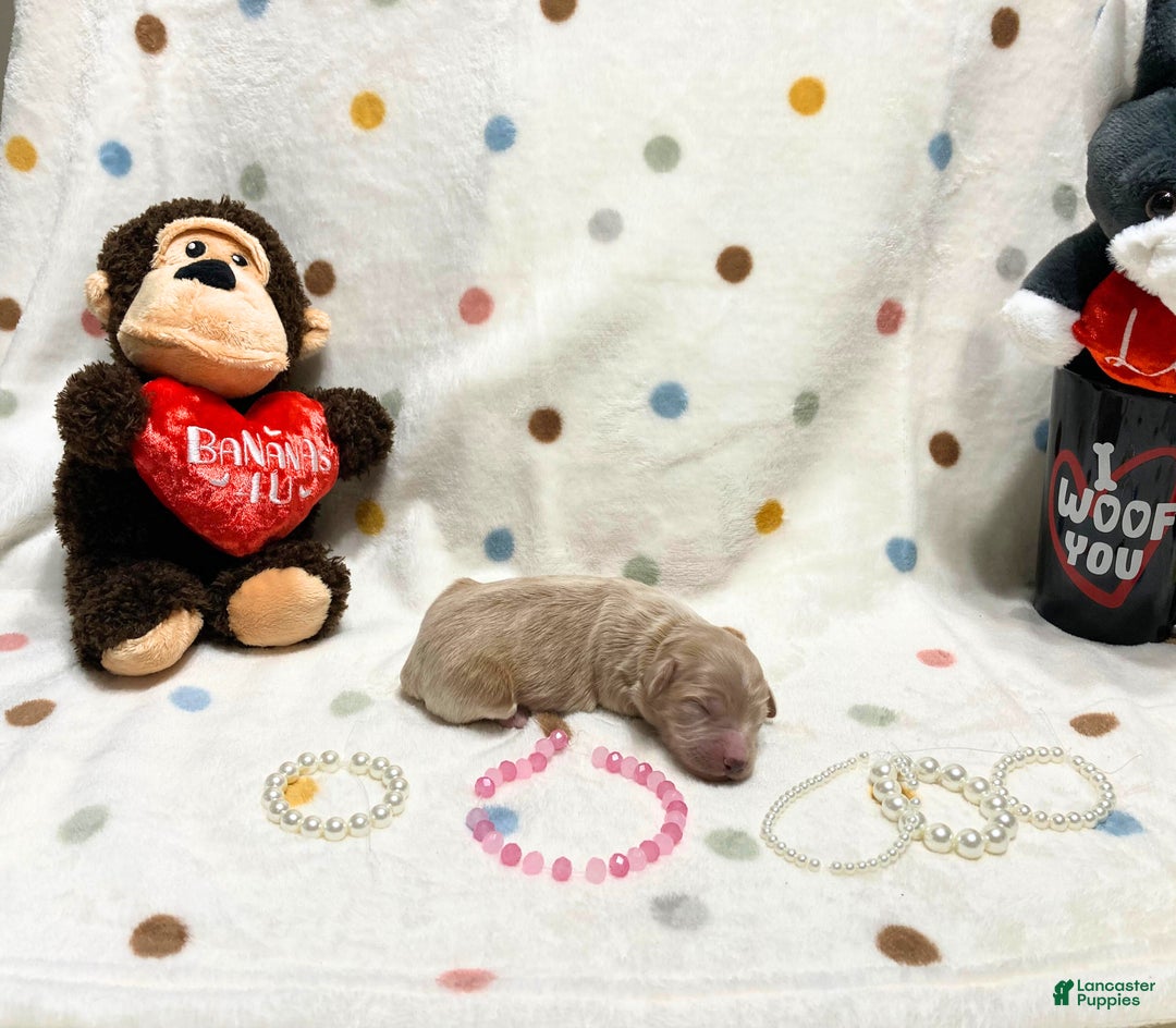 Labradoodle dogs for sale: Belle - Ad 4