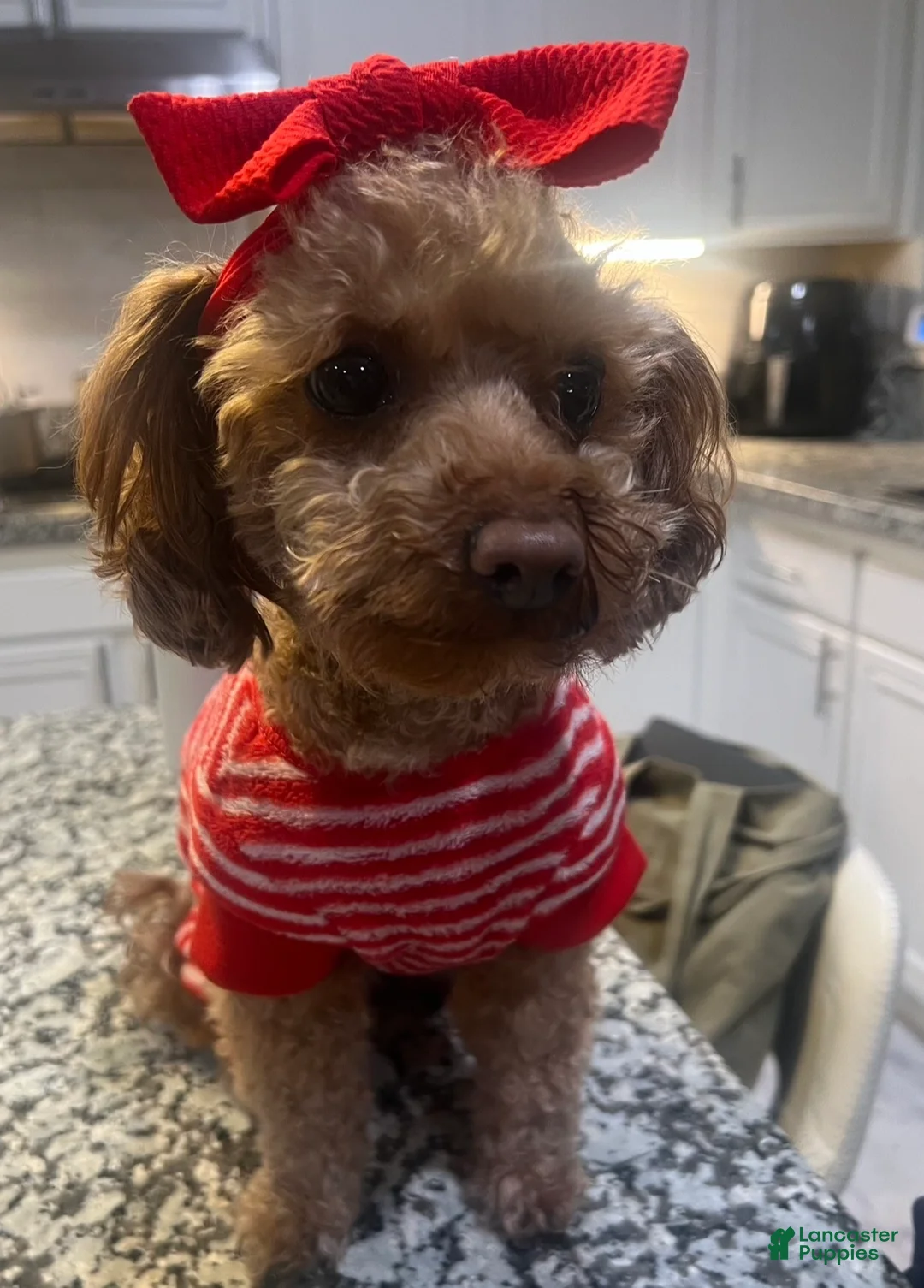 Toy Poodle dogs for sale: Toy Poodle Puppy 1 - Ad 4