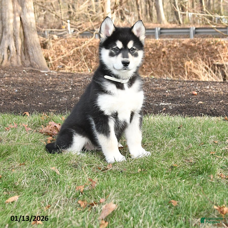 Alaskan Malamute dogs Spirit - Ad 17