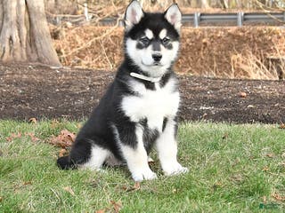 Alaskan Malamute dogs Spirit - Ad 17