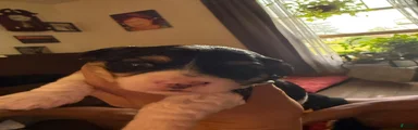 Brutus 
