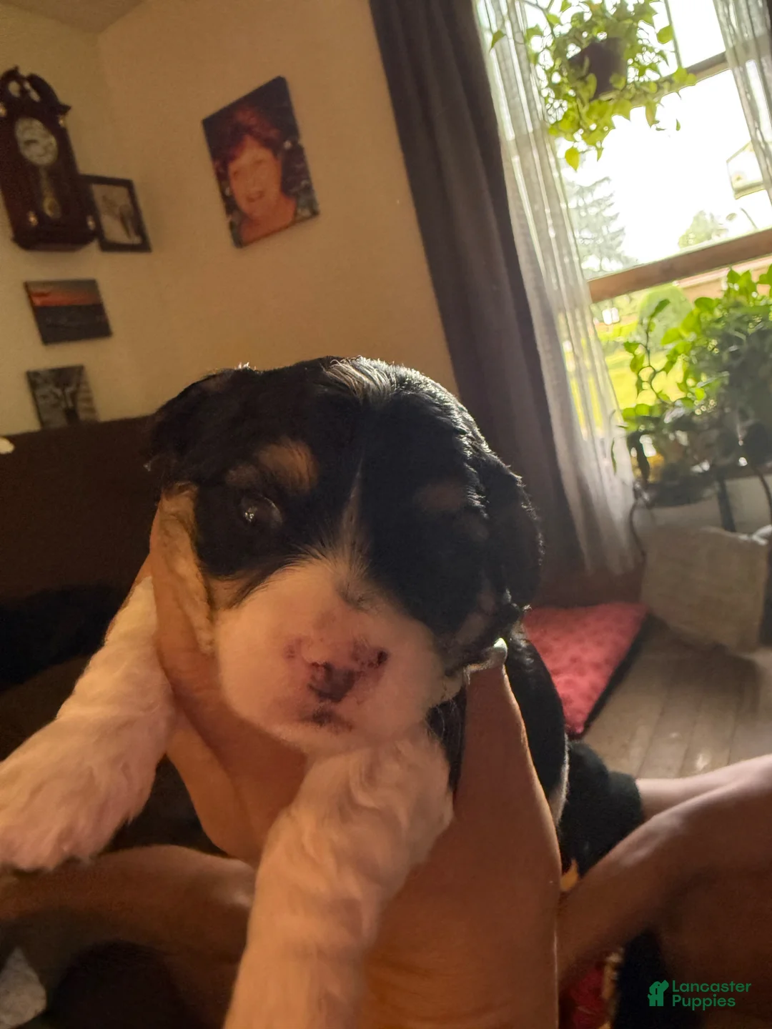 Mixed Breed dogs for sale: Brutus  - Ad 1