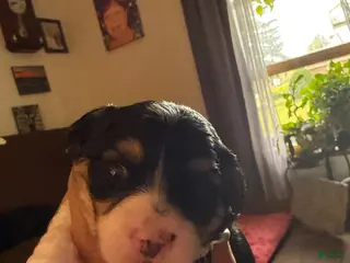 Mixed Breed dogs for sale: Brutus - Ad 4