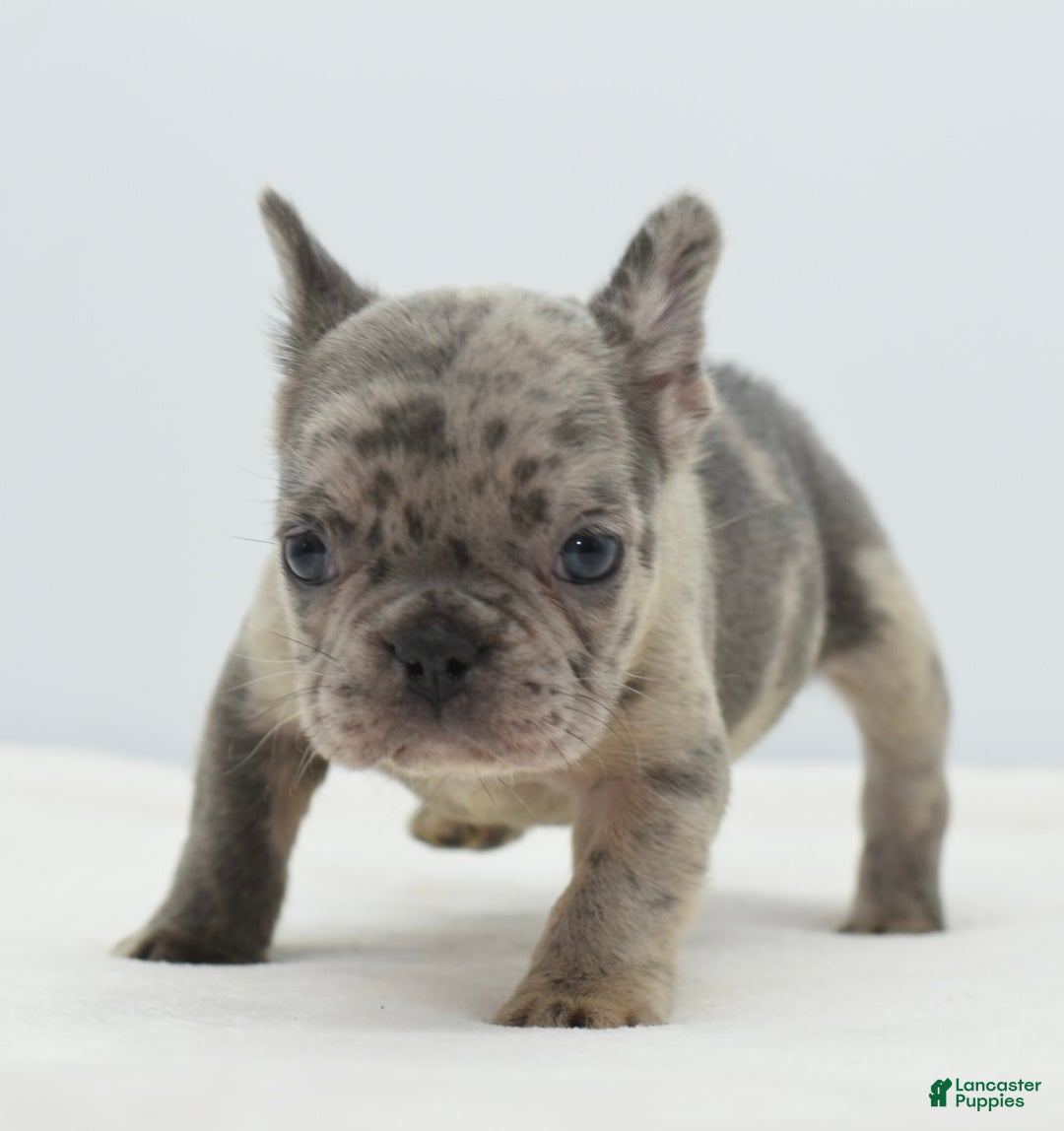 Mixed Breed dogs for sale: Hollywood merle blue  - Ad 29